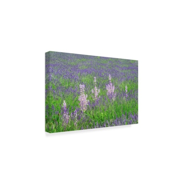 Cora Niele 'Lavender Fields With Clary Sage' Canvas Art,30x47